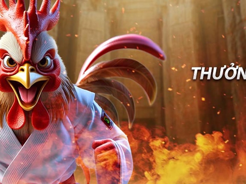 Võ sĩ MMA đang thi đấu